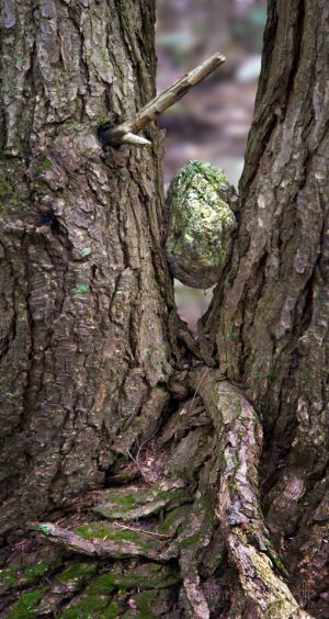 09  DA369-Tree-with-Rock-along-Newbury-Trail.jpg